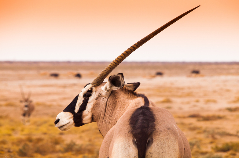 The Rhino — African unicorn